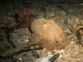   Baby GPO about 60 night dive off Mukilteo Puget Sound. wee beastie was size my fist just lounging about... Sound  